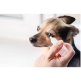 onde marcar oftalmologista para cães SIG Setor de Indústrias Gráficas