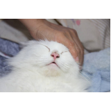 onde marcar oftalmologista para gatos Cruzeiro Velho
