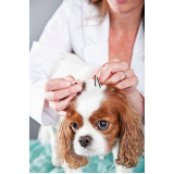 onde tem acupuntura veterinária para cães Plano Piloto