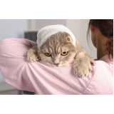 onde tem acupuntura veterinária para gatos SETOR DE CLUBES NORTE