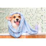 onde tem banho terapêutico para cachorro SETOR DE CLUBES NORTE