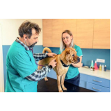 onde tem consulta veterinária para animais Guará