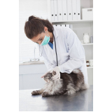 onde tem dermatologia em cães e gatos SETOR DE INDUSTRIA GRAFICA BIOTIC