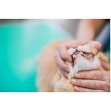 onde tem odontologia para cães PARQUE TECNOLOGICO DE BRASILIA GRANJA DO TORT