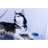 ozonioterapia cachorros clínica Guará