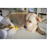 ozonioterapia cachorros Guará