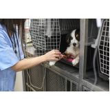 ozonioterapia para cachorro clínica Lado sul