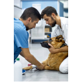 ozonioterapia para cachorro Sol Nascente