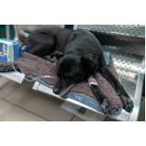 ozonioterapia para cachorros e gatos clínica Metropolitana Núcleo Bandeira