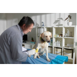 ozonioterapia para cachorros e gatos BIOTIC