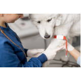 ozonioterapia para cachorros Eixo Rodoviário Oeste