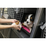 ozonioterapia para cães e gatos Sobradinho II