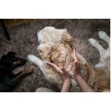 ozonioterapia para cães Condomínio Alphavile