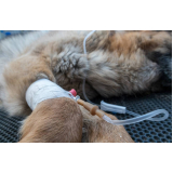 ozonioterapia para gato clínica Asa Norte