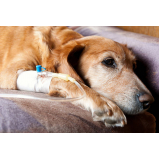 Ozonioterapia para Cachorros e Gatos