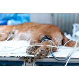 Ozonioterapia para Pet