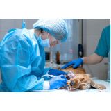 cirurgias veterinárias