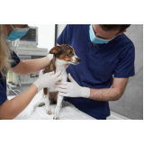 clínicas veterinárias