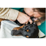 dermatologista para pet