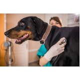 telefone de clínica veterinária animal ZR Zona Residencial
