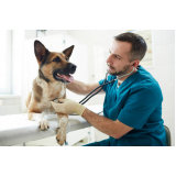 telefone de veterinário especializado em cães SAAN