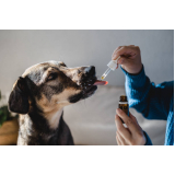 tratamento de homeopatia para cachorro Vila Telebrasília