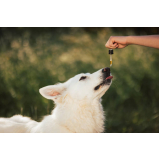 tratamento de homeopatia para cães e gatos Noroeste