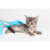 vacina antirrábica para gato agendar Octogonal