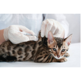 vacina antirrábica para gato Park Way