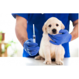 vacina contra raiva em cachorro agendar Plano Piloto