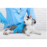 vacina contra raiva em cachorro Altiplano Leste