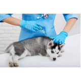 vacina de raiva cachorro agendar Altiplano Sul