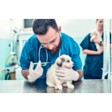 vacina de raiva cachorro AVENIDA W3