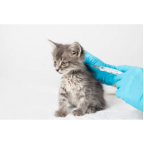 vacina de raiva gato Park Way