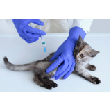 vacina de raiva para gatos agendar Guará