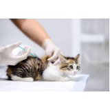 vacina para filhote de gato agendar Asa Sul