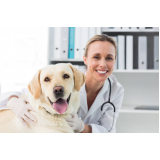 veterinário especializado em cachorros contato Lago Norte
