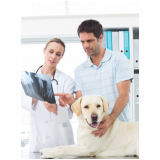 veterinário especializado em cachorros Lado Norte
