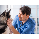 veterinário especializado em cães Park Way