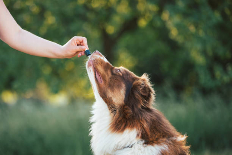 Tratamento de Homeopatia Animal ZR Zona Residencial - Homeopatia para Cachorros