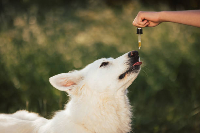 Tratamento de Homeopatia para Cães e Gatos ZV Zona Verde - Homeopatia para Cachorros