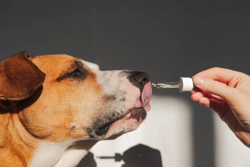 Tratamento de Homeopatia para Cães SBN SETOR BANCÁRIO NORTE - Homeopatia para Animais de Estimação