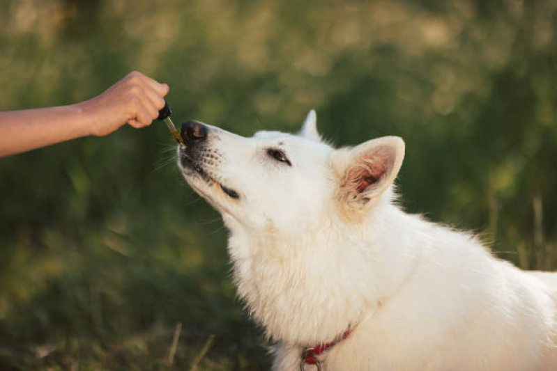 Tratamento de Homeopatia para Pets Lado Norte - Homeopatia Animal