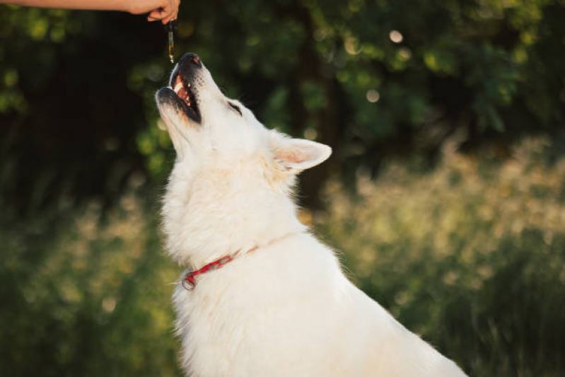 Tratamento de Homeopatia Veterinária para Alergia Lado Norte - Homeopatia para Animais de Estimação