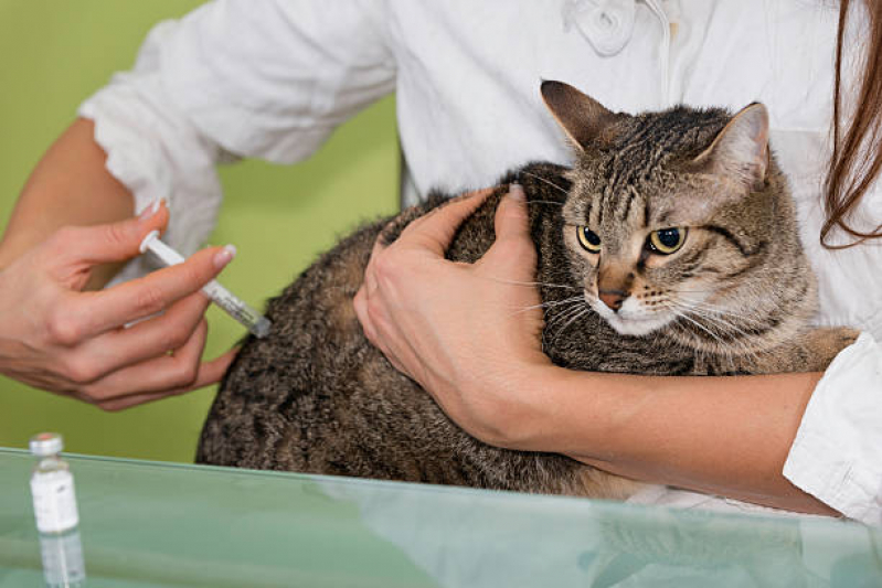 Vacina Antirrábica Animal Agendar Lago - Vacina para Gato V4