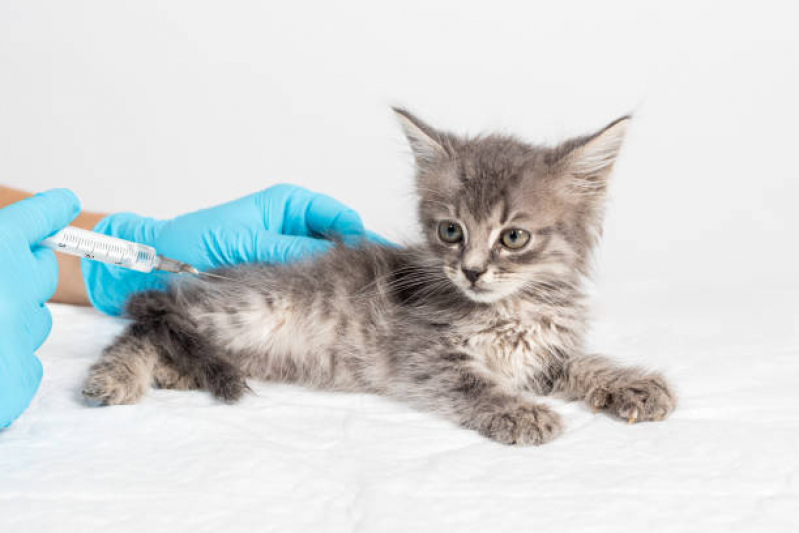 Vacina Antirrábica para Gato Agendar SETOR MILITAR URBANO - Vacina de Raiva Cachorro