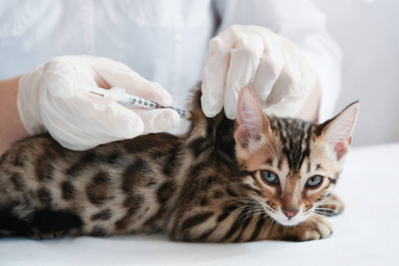Vacina Antirrábica para Gato Norte Águas Claras - Vacina Antirrábica Animal