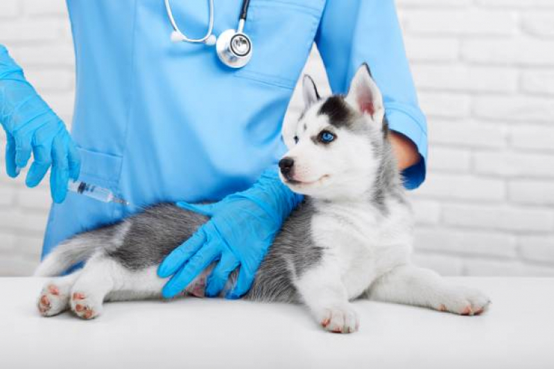 Vacina contra Raiva em Cachorro SETOR DE ARMAZENAGEM E ABASTECIMENTO NORTE - Vacina de Raiva Gato