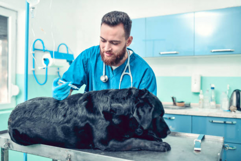 Vacina contra Raiva para Cachorro Agendar SAAN - Vacina de Raiva Gato