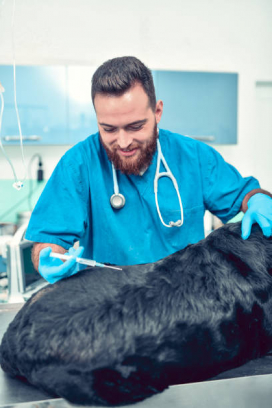 Vacina contra Raiva para Cachorro Condomínio Ville de Montagne - Vacina Antirrábica Animal